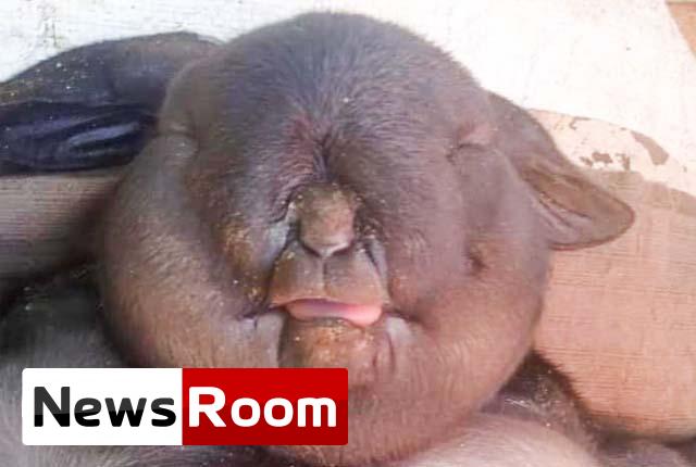News-Room-මිනිස්-සිරුරට-සමාන-එළු-පැටියෙක්-බිහි-වෙයි.jpg