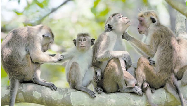 News-Room-රිලා-රංචු-පැන-ගම්බිම්-වනසති.jpg