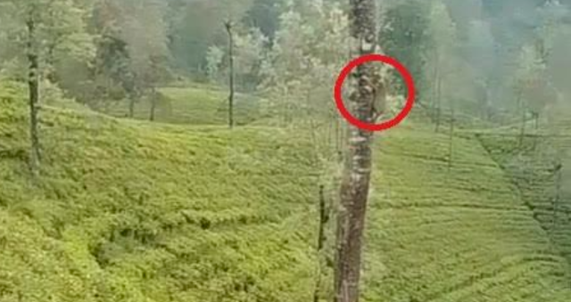 News-Room-බල්ලන්ගෙන්-බේරෙන්න-දිවියෙක්-ගස්-නගී.png