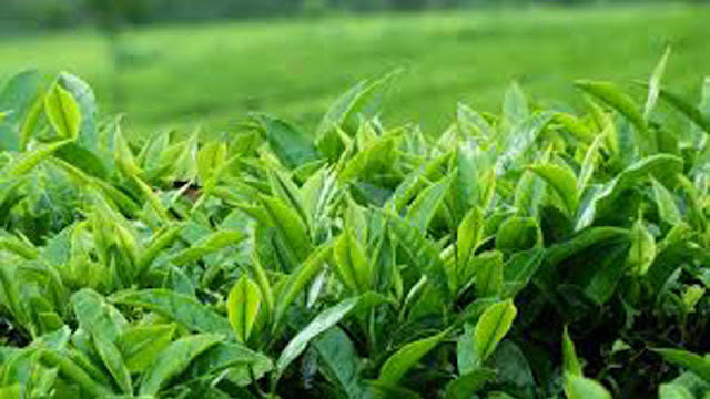 News-Room-මැදපෙරදිගට-තේ-යවන්න-බෑ-වරායට-ගේන්න-එපා.jpg