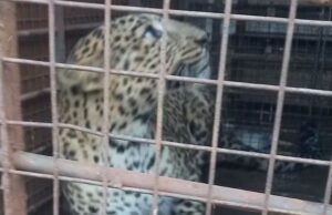 News Room : Leopard found in house during rains relocated – The Island