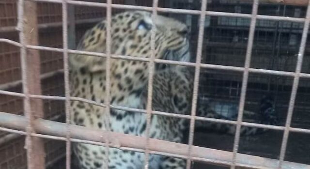 News Room : Leopard found in house during rains relocated