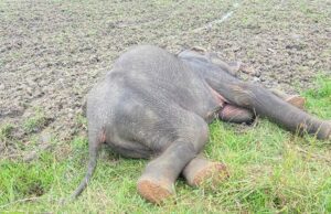 News Room : Another jumbo dies – The Island