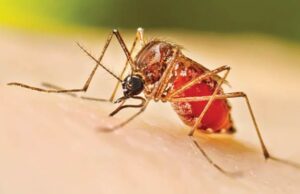 News Room Dengue challenge in Galle