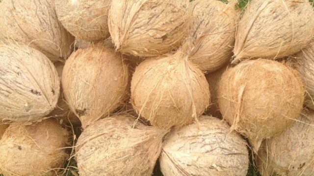 News Room : Coconut auction volumes down