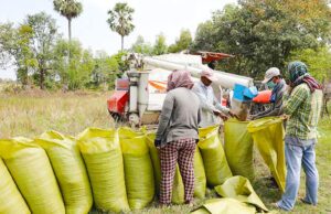 News Room : Guaranteed paddy prices announced – The Island