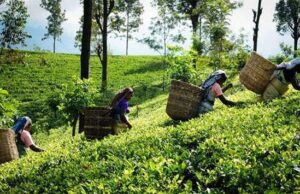 News Room : Tea exports show moderate growth in January