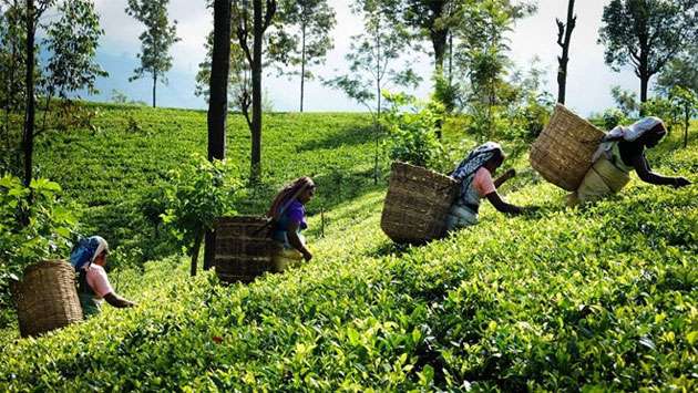 News Room : Tea exports show moderate growth in January
