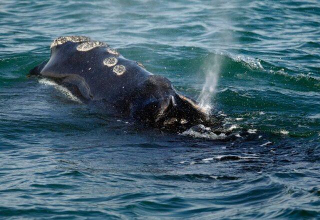 News Room : First treaty to protect marine life in