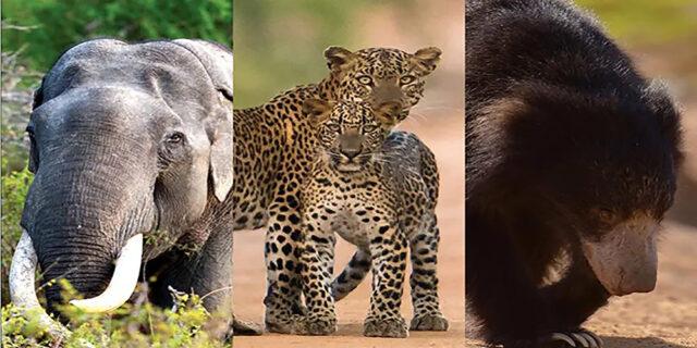 News Room : Wildlife census only 50 percent reliable –