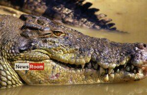 News Room : Missing Australian fisherman’s body found in crocodile