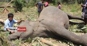 News Room : Sri Lanka killing field of elephants with one death of a jumbo per day – The Island