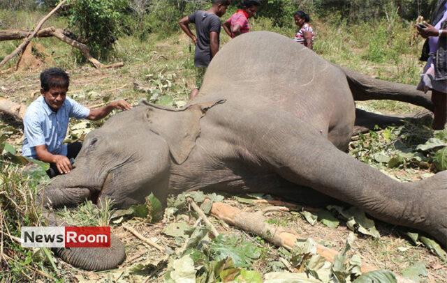 News Room : Sri Lanka killing field of elephants with one death of a ...