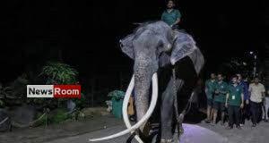 News Room : Elephant allegedly abused in Sri Lanka flown back to Thailand – The Island