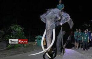 News Room : Elephant allegedly abused in Sri Lanka flown back to Thailand – The Island