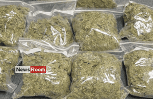 News Room : Vaddukoddai search yields huge haul of Kerala cannabis – The Island