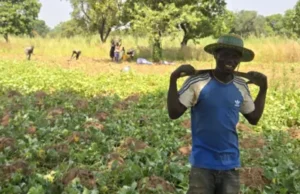 News Room : Ghana wants more for its cashews, but it’s a tough nut to crack