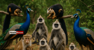 News Room : National Animal Census Reveals Millions of Monkeys, Squirrels, and Peacocks in Sri Lanka