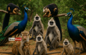 News Room : National Animal Census Reveals Millions of Monkeys, Squirrels, and Peacocks in Sri Lanka