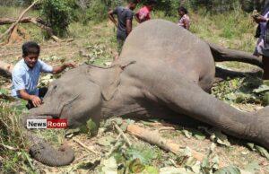 News Room : Seven Court Cases Across SL Over Brutal Killings of Iconic Elephants