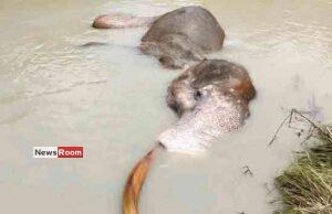 News Room : Tusker Bathiya Dies Despite Rescue Efforts