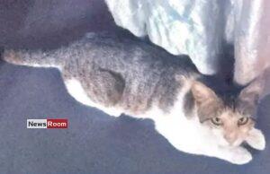 News Room : Tutu’s Incredible Journey: Cat Travels 72km to Find Her Way Back Home