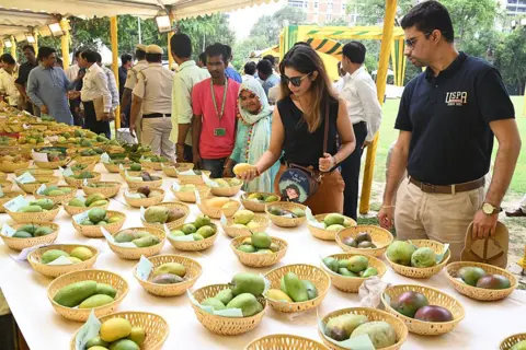 News Room : Are mangoes good for diabetes? Indian studies