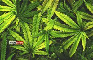 News Room : Govt Outlines Conditions for Cannabis Cultivation Approval