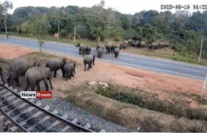 News Room : Sri Lanka Railways Installs CCTV to Curb Elephant-Train Collisions