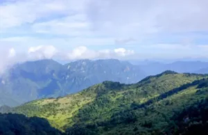 News Room : The battle to save China’s rare snub-nosed monkey