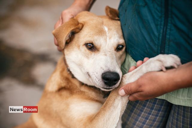 News Room : Vet-Turned-PS Chairman Launches Plan to End Rabies