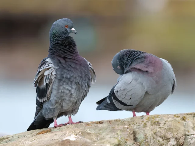 News Room : 32 Pigeons Stolen from Dehiwala National Zoo