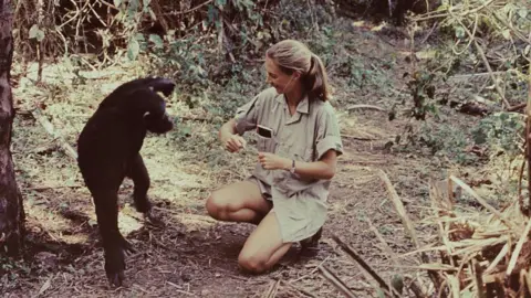 News Room : Dame Jane Goodall remembered as a ‘true