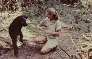 News Room : Dame Jane Goodall remembered as a ‘true hero for the planet’